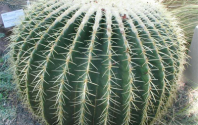 Your Household Cactus Is Not What You Think It Is
